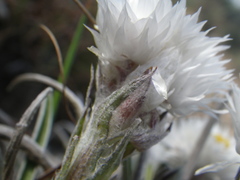 Helichrysum chionosphaerum