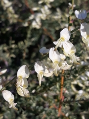 Wiborgia