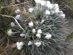 Helichrysum chionosphaerum