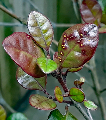 Austropuccinia psidii image
