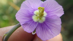 Heliophila rigidiuscula