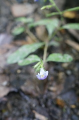 Bonnaya ruelloides