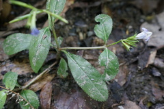 Bonnaya ruelloides