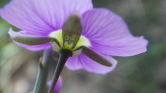 Heliophila rigidiuscula