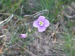 Heliophila rigidiuscula