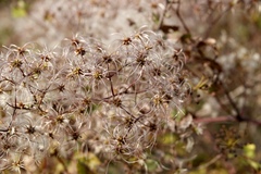 Clematis brevicaudata