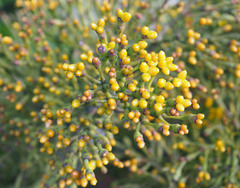 Hatiora salicornoides
