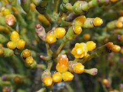 Hatiora salicornoides