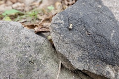 Homolophus serrulatus