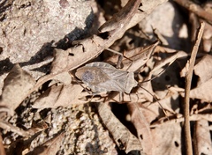 Ochrochira