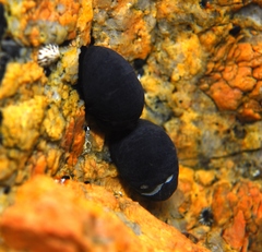 Nerita atramentosa