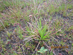 Juncus caespiticius
