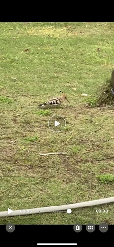 Common Hoopoe