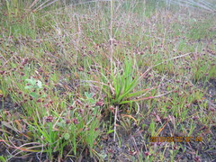 Juncus caespiticius