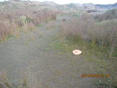 Juncus caespiticius