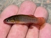 Redface Topminnow - Photo (c) prickly_sculpin, some rights reserved (CC BY-NC), uploaded by prickly_sculpin