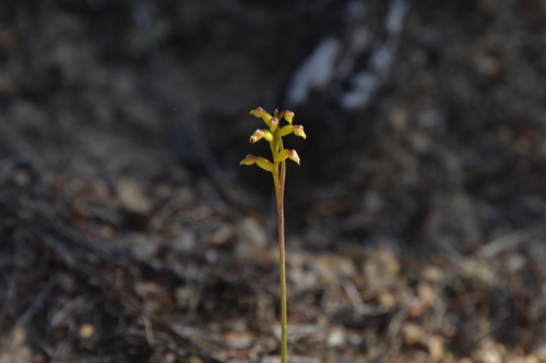 Image of Genoplesium pumilum by (c) Christopher Stephens, some rights reserved (CC BY-SA)