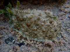 Dolabrifera brazieri