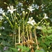 Millingtonia hortensis - Photo (c) CheongWeei Gan,  זכויות יוצרים חלקיות (CC BY-NC), uploaded by CheongWeei Gan