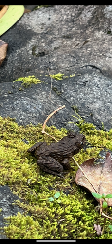Glandirana rugosa observed 2023-03-13