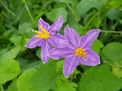 Solanum trilobatum