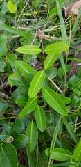 Gymnanthera oblonga
