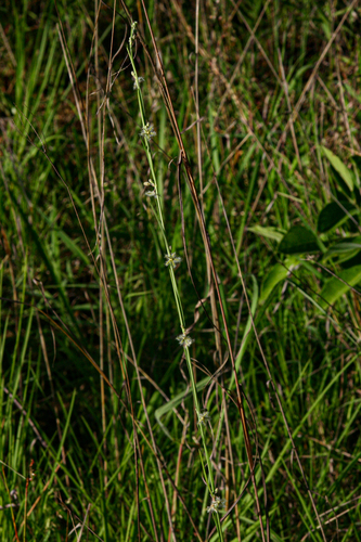 Aspidoglossum angustissimum subsp. brevilobum image
