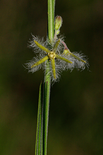 Aspidoglossum angustissimum image