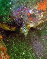 Hypoplectrodes annulatus