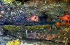 Trachichthys australis