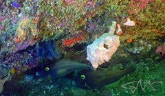 Eubalichthys bucephalus