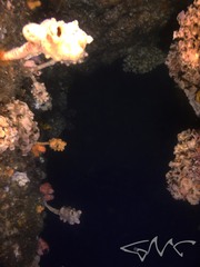 Pyura spinifera