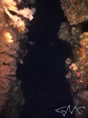 Pyura spinifera