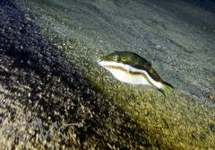 Canthigaster callisterna