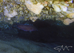 Lotella rhacina