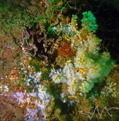 Phlyctenanthus australis