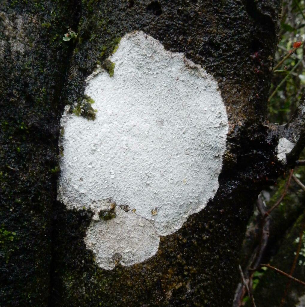 Whitewash Lichen from Addo Elephant National Park, ZAECCC, ZAEC, ZA