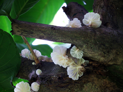 Campanella pustulata