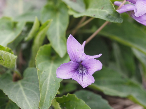 Image of Viola philippica by (c) ITÔ, Hiroki, some rights reserved (CC BY)