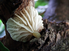 Campanella pustulata