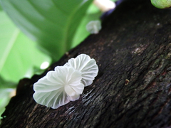 Campanella pustulata