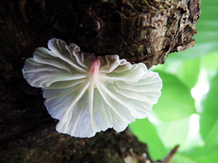 Campanella pustulata