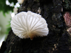 Campanella pustulata