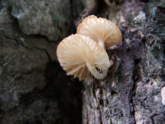 Campanella pustulata