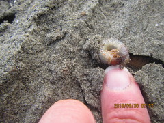 Pericoptus truncatus