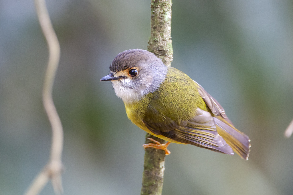 Pale-yellow Robin photo