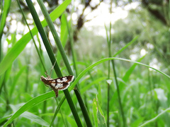 Sameodes cancellalis