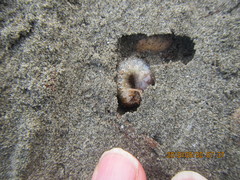 Pericoptus truncatus