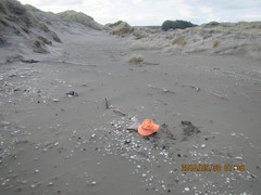 Pericoptus truncatus