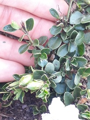 Ruellia pilosa